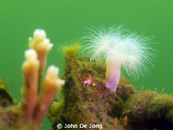 Ofcourse we have flowers above and below the water in the... by John De Jong 